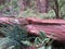 California redwoods in Muir Woods National Monument