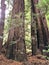 California redwoods in Muir Woods National Monument