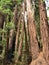 California redwoods in Muir Woods National Monument