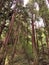 California redwoods in Muir Woods National Monument