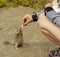 California, on the road to Carmel, close-up view of a squirrel