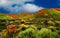 California`s Wildflower landscape, beautiful spring poppies in bloom.