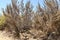 California sagebrush Artemisia californica  4