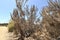 California sagebrush Artemisia californica  5