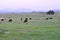 California Scenery - Black Angus Cattle on Ranch - Green Grass - Highland Valley Wildlife Preserve in Ramona