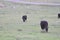 California Scenery - Black Angus Cattle on Ranch - Green Grass - Highland Valley Wildlife Preserve in Ramona