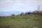 California Scenery - Coyote in Field - Mountains at Ramona Grasslands Wildlife Preserve in Ramona