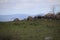 California Scenery - Coyote in Field - Mountains at Ramona Grasslands Wildlife Preserve in Ramona