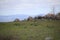 California Scenery - Coyote in Field - Mountains at Ramona Grasslands Wildlife Preserve in Ramona