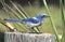 California Scrub Jay