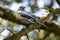 California Scrub-Jay adult perched on a tree branch