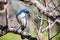 California Scrub Jay Aphelocoma californica sitting on a branch