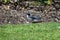 California scrub jay, Aphelocomo californica, 5.