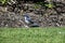 California scrub jay, Aphelocomo californica, 8.