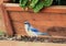 California Scrub Jay in a backyard