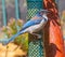 California Scrub Jay at Feeder