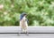 California Scrub Jay perched on gray patio roof