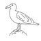 California sea gull vector illustration