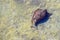 California sea hare