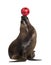 California Sea Lion, 17 years old, playing with ball