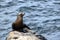 California Sea Lion