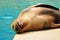 California sea lion