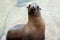 California sea lion