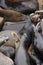 California sea lion barking