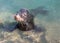 California Sea Lion coming up out of the water in Cabo San Lucas marina in Baja Mexico