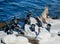 California sea lion in the company of Brandt Cormorants