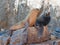 California Sea Lion couple fighting â€œthe Wolves Lairâ€ the Sea Lion colony rock at Los Arcos at Lands End in Cabo San Lucas