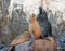 California Sea Lion couple on La Lobera â€œthe Wolves Lairâ€ the Sea Lion colony rock at Los Arcos at Lands End in Cabo San Lucas