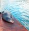 California Sea Lion on dock in Cabo San Lucas Baja Mexico