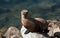 California sea lion in harbor