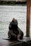 California Sea Lion Lounging at the Dock