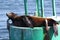 California Sea Lion Napping