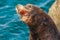 California sea lion with open mouth in Monterey.California.USA