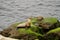 California Sea Lion by the Pacific Ocean sitting on Green Mossy Rocks