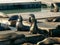 California sea lion posturing on floating pontoons at pier 39 in san francisco