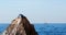 California Sea Lion resting on â€œthe Pointâ€ or â€œPinnacle of Lands Endâ€ of Los Arcos in Cabo San Lucas with sailboat in back