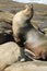 California Sea Lion on the rocks in LaJolla California