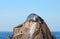 California Sea Lion shining in the morning sun on the Pinnacle rock of Lands End at Cabo San Lucas Baja Mexico