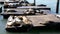 California sea lion sunbathing at pier 39 in san francisco