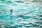 California sea lion swimming in blue water