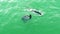 California sea lion swimming in murky green water of the San Francisco Bay