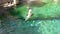 California sea lion swimming in the water, eared seal specie from America