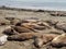 California Sea lions