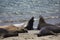 California Sea Lions on the Beach