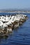 California Sea Lions and Cormorants