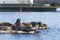 California Sea Lions at Fanny Bay, eastern Vancouver Island, Bri